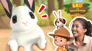 INTERNATIONAL RABBIT DAY  🐰Rabbit Island  Leo the Wildlife Ranger  minisode [upl. by Brier]