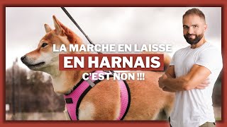 La marche en laisse en harnais cest non [upl. by Kathi]