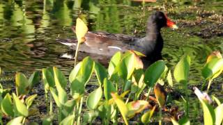 Common Moorhen [upl. by Eycal]