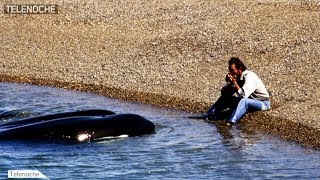 Héroes Un hombre que lucha para cuidar a las orcas [upl. by Penthea90]