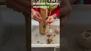 How to mount orchids plantshop orchidcare onlineplants orchidseller orchids orchidnursery [upl. by Beaufort]