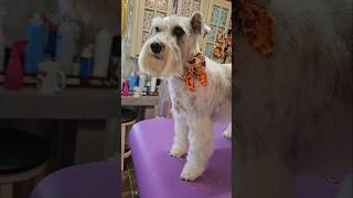 Schnauzer mix gets a Schnauzer cut dog grooming [upl. by Suez318]