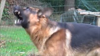 German Shepherd barking at birds [upl. by Beale]