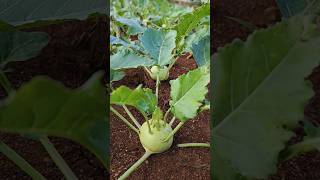 Kohlrabiನವಿಲುಕೋಸುಗಡ್ಡೆ ಕೋಸುGermanTurnipTurnip Cabbage NavkoolSeeDescriptionshortsshortsfeed [upl. by Lorant296]