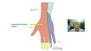 Anatomy of radial nerve [upl. by Ecertal436]