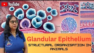 structural organisation in animals tissue II NCERT II NEET II class 11th biology [upl. by Spohr465]