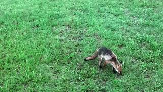 Fox searching for food  Australia  Drone DJI [upl. by Macgregor883]