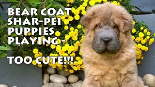 Bear Coat SharPei Puppies Playing  TOO CUTE [upl. by Asserat]