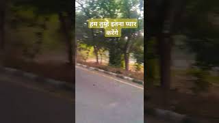 music song bollywood jungle greenarea lovesong junglevibes [upl. by Amesari]