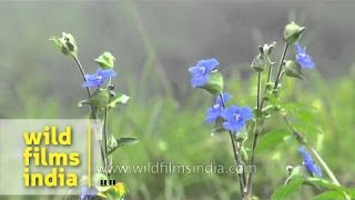 Blue monsoon Himalayan meadow flowers  Commelina paludosa [upl. by Allcot]