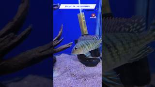 Geophagus and albino heckelii Price In Ahmedabad Gujarat India Available Best A4 Aquarium shorts [upl. by Johnston673]