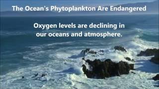 The Oceans Phytoplankton Are Endangered [upl. by Eiramana]