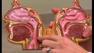 Vocal Fold Paralysis with Otolaryngologist Dr Lindsey Arviso [upl. by Cornish267]