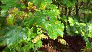 Autumn in the Delamere Forest [upl. by Weinert]