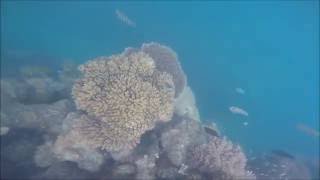 Daydream Island Snorkelling [upl. by Klina]