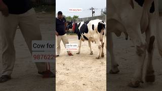 Nh dairy farm cow for sale [upl. by Rendrag]