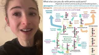 How we classify amino acids as glucogenic vs ketogenic  intuitive thinking [upl. by Aronael]