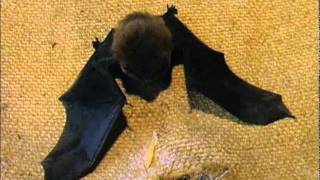 Pipistrelle bat [upl. by Watkin467]