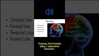 Trauma the Frontal lobe  executive function [upl. by Palm]