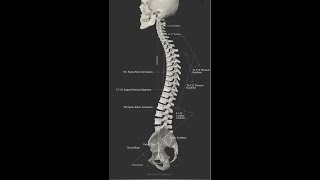 Spine Anatomy 6 BioMechanics 1 [upl. by Sakul]