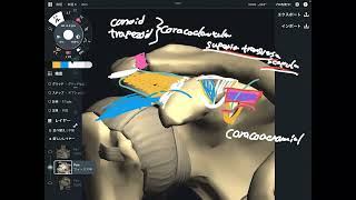 Ligament anatomy around shoulder girdle [upl. by Yael458]