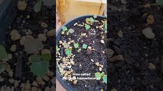 Mahonia hamaetocarpa seedlings 🙌 Berberis [upl. by Bluefield]