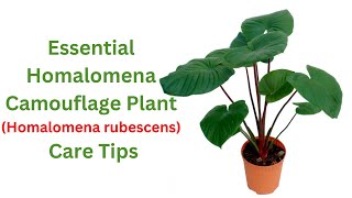 Homalomena Camouflage Plant Care Tips Keeping Your Indoor Jungle Beautiful [upl. by Pengelly571]