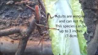 Lubber Grasshoppers Mating Romalea guttata [upl. by Ahsehyt333]