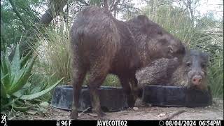 8624 Javelinas hang out at the water bowls [upl. by Giffie]