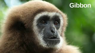 Gibbons are apes in the family Hylobatidae [upl. by Sitto679]