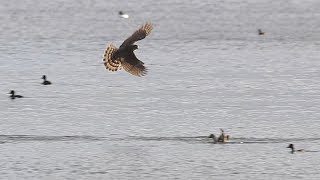 Greifvögel Habicht Seeadler Rohrweihe im Flug [upl. by Oirom]