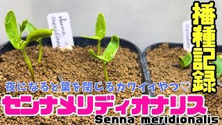 【実生】センナメリディオナリスの種を蒔きました！senna meridionalis [upl. by Aruasi180]