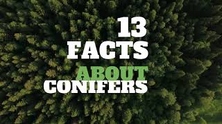 13 Amazing Facts About Conifers  HD Video [upl. by Aisayn]