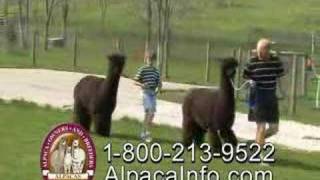 Alpaca TV Commercial  AOBA [upl. by Simpkins]