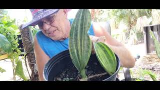 Variegated Whalefin Plant propagation  repotting and tips [upl. by Sanyu]