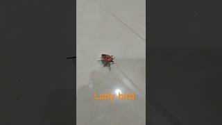 youtubeshorts ladybird ladybirds saanveera [upl. by Nimaj22]