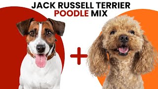 Jack Russell Terrier Poodle Mix AKA Jackapoo [upl. by Erline]