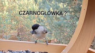 CZARNOgłówka  przyjacielski ptaszek z karmnika pod lasem [upl. by Allehcram499]