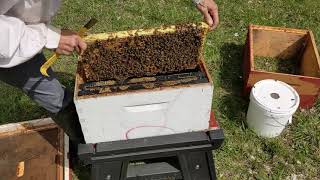 How to Install a Nuc Colony of Bees [upl. by Abehs]