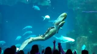 Mermaid Show LAquarium de Paris [upl. by Ykcim14]