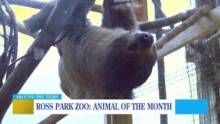 Animal of the Month TwoToed Sloth [upl. by Liahcim326]