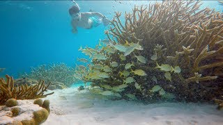 Bonaire snorkeling and diving 1000 steps GoPro [upl. by Laurel311]