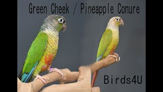 Green Cheek Conures yellow sided Conures Cinnamon Conures Pineapple Conures [upl. by Faun]