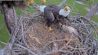 SWFL Eagles  M15 brings a fish gift🎁 for F23 💕 20240925 [upl. by Estus]