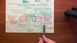 Receptor Tyrosine Kinases Part 12 [upl. by Dorise922]