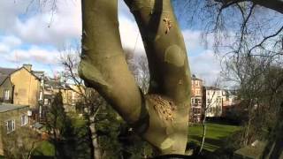 London Plane Cut Back in Hampstead London [upl. by Benetta]