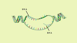 Trascrizione del DNA  Pillole di Scienza [upl. by Ainivad]