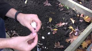 How to Grow Garlic In Spring or Fall  Complete Growing Guide MIgardener [upl. by Salta]