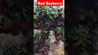 Red Bayberry fruit farming fruitcultivation agriculture redbayberry fruits foryou bayberry [upl. by Bashee883]