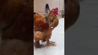 Buff Rooster birds viralvideo rooster [upl. by Gnoz]